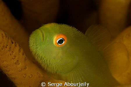 Goby Portrait by Serge Abourjeily 