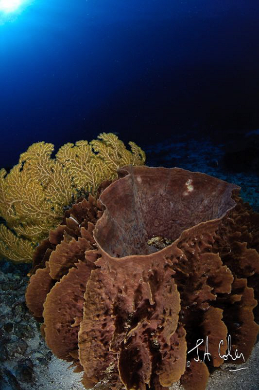 Barrell Sponge by Julian Cohen 