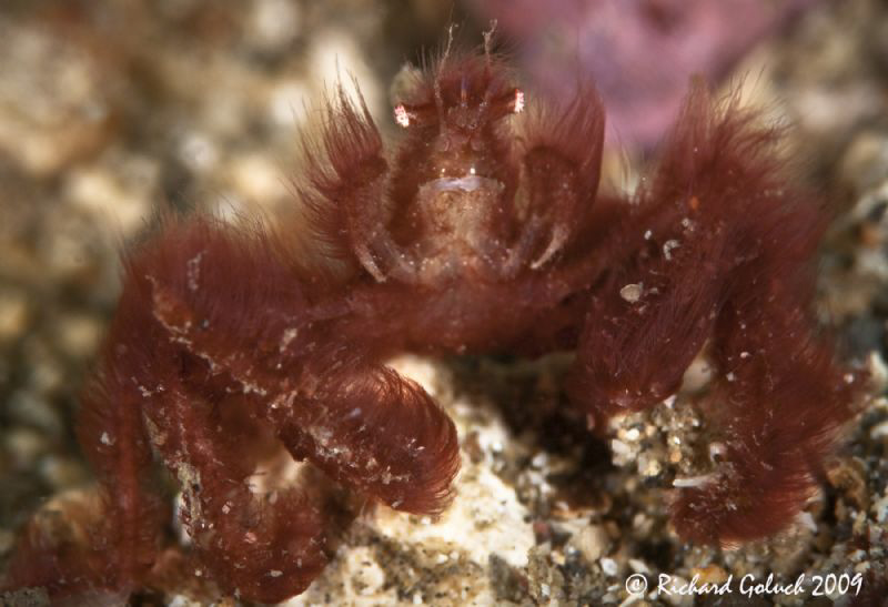 Orangutang Crab found in Lembeh. by Richard Goluch 
