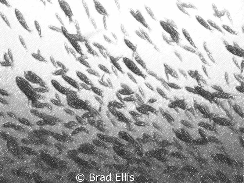 School of fish in kelp beds off La Jolla, CA , manipulate... by Brad Ellis 