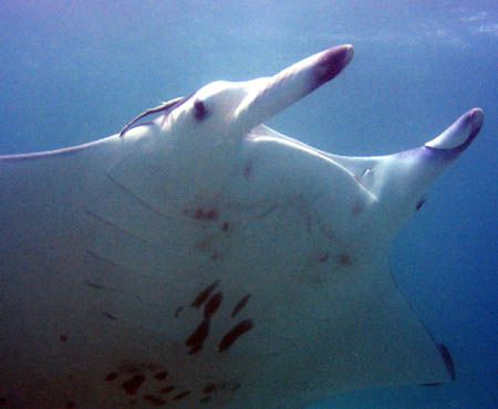 "Manta Ray", Ningaloo Reef by Penny Murphy 