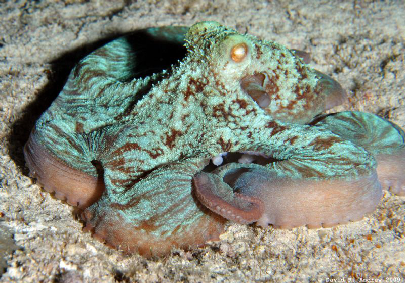 Caribbean Reef Octopus (Octopus briareus) at Paraside Reef by David Andrew 