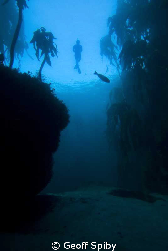kelp snorkel, Cape Peninsula, Cape Town by Geoff Spiby 