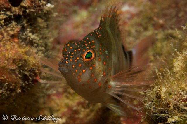 Beautiful make up of a Hawkfish by Barbara Schilling 