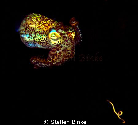 Food? by Steffen Binke 