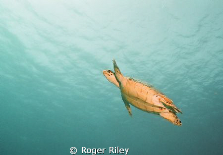 Shot w/ Nikonos off of Cozumel.  The Turtles were everywh... by Roger Riley 
