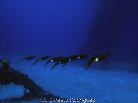 canon g9 by Ernesto Rodriguez 