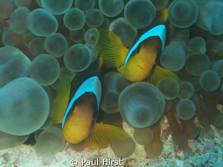 "Two of a Kind"
Ras Katy, Ras Mohammed, Sharm el Sheik, ... by Paul Hirst 