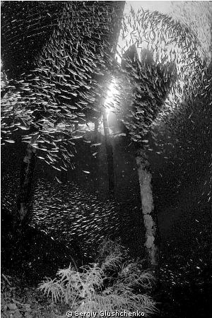 School fishes by Sergiy Glushchenko 