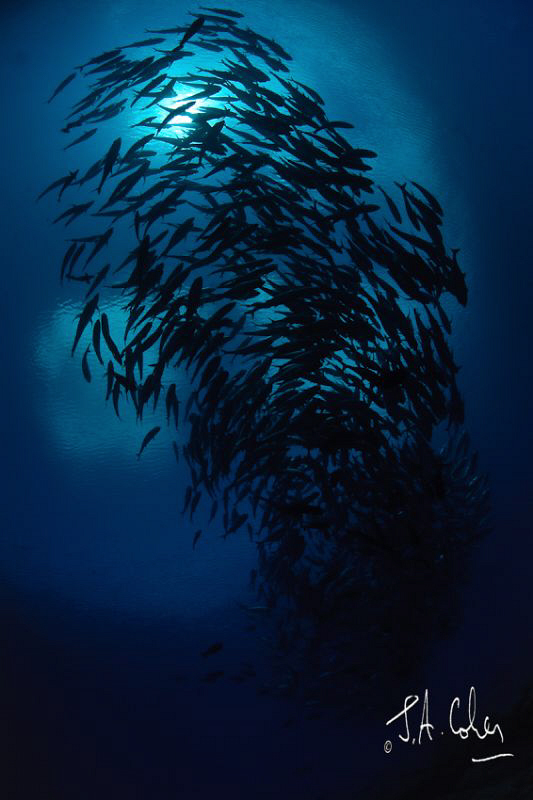 Schooling Jacks by Julian Cohen 