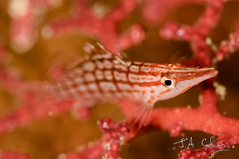 Long Nose Hawkfish by Julian Cohen 