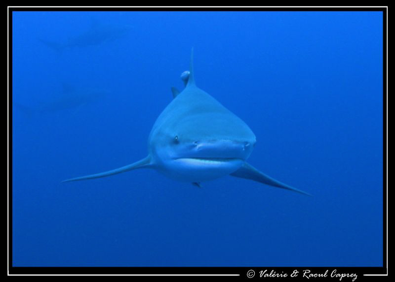 Face to face with the Bull shark in Protea Banks. by Raoul Caprez 