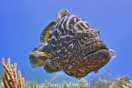 Pepita - a rather big and inquisitive grouper, attracted ... by Davide Vimercati 