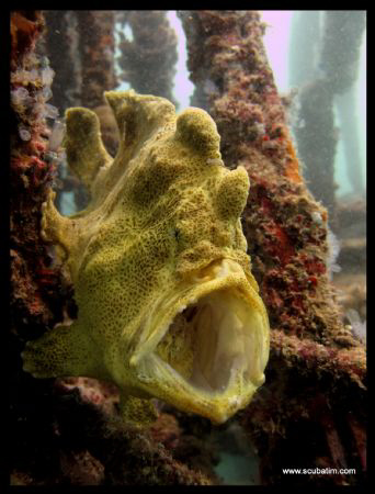 Yawning Frog Fish - standard Canon, no lenses, no strobes... by Tim Ho 