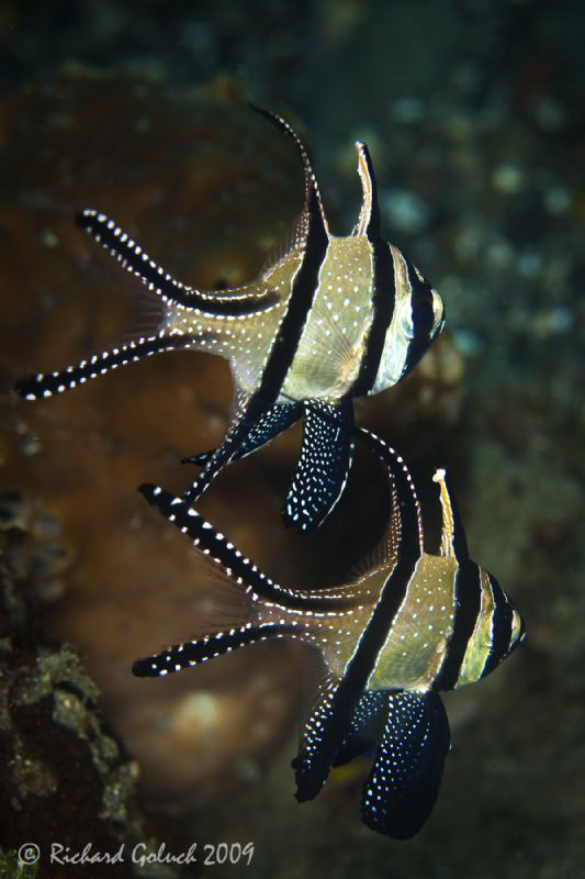 Pair of Benggai Cardinalfish,no cropping-Raja Ampat by Richard Goluch 