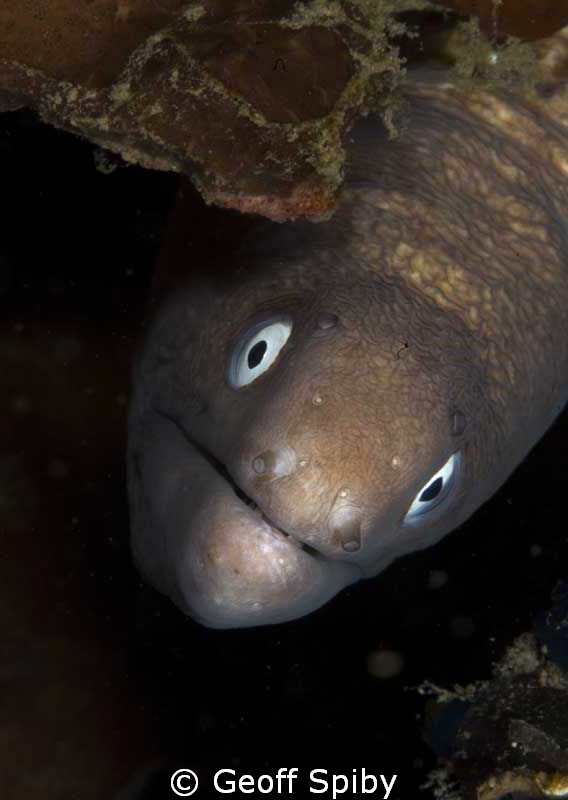 inquisitive moray by Geoff Spiby 