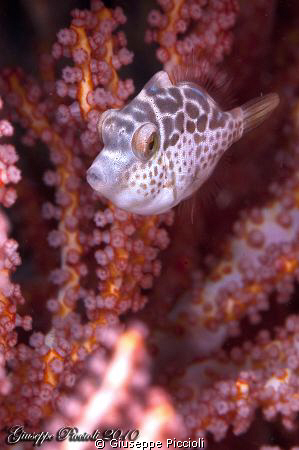 Baby pink filefish by Giuseppe Piccioli 