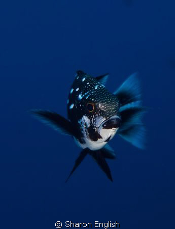 Juvenile Midnight Snapper in motion. by Sharon English 