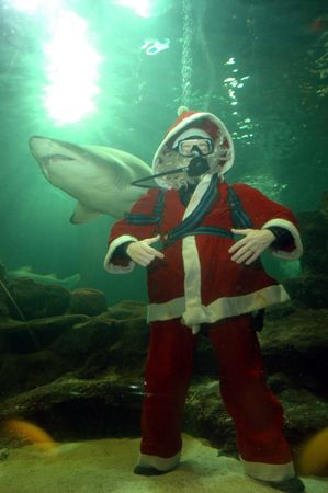 Santa even has time to visit the sharks!! D70 14mm lens by Grant Kennedy 