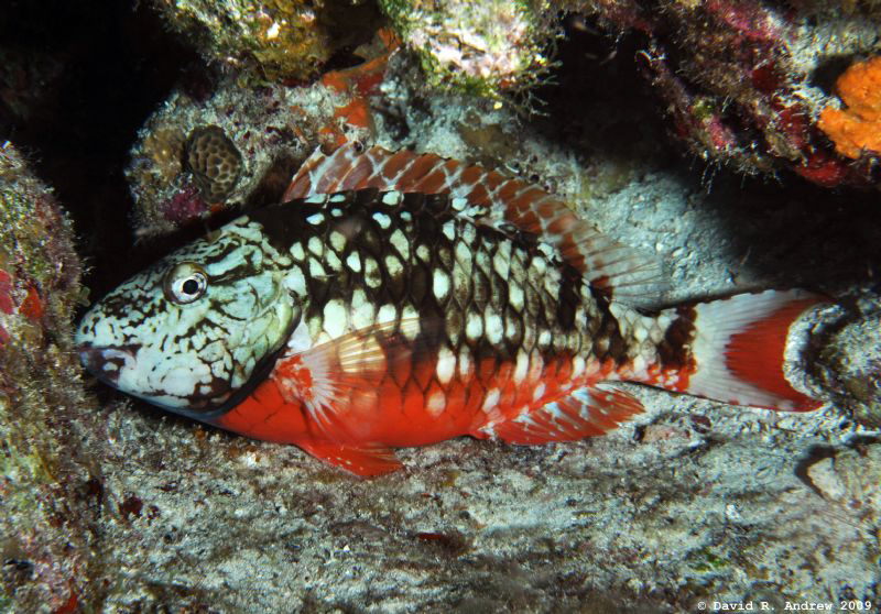 Stoplight Parrotfish (Sparisoma veride) at Paradise Reef by David Andrew 