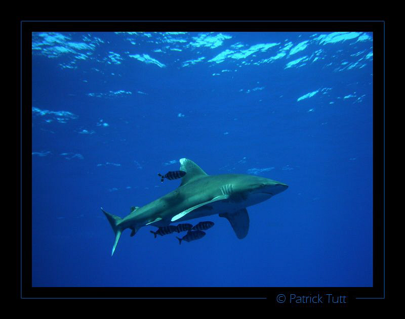 Longimanus - Daedalus Island / Egypte - Lumix FX01 by Patrick Tutt 