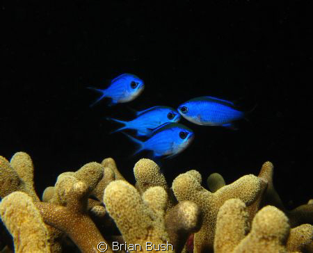 Blue on Black by Brian Bush 