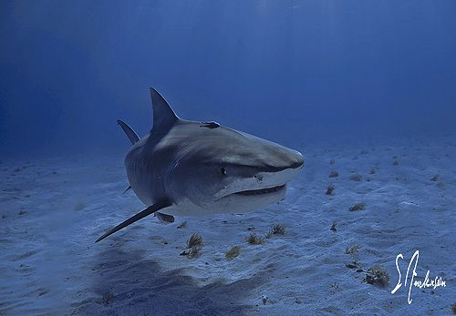 Yet another image from a great trip to Tiger Beach.... I ... by Steven Anderson 