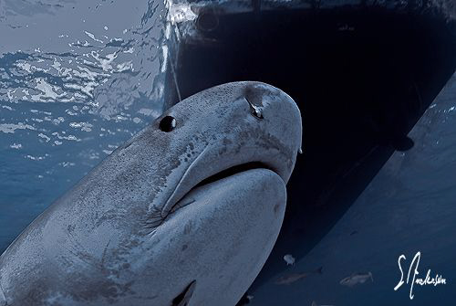This image shows a perspective look at a large Tiger Shar... by Steven Anderson 