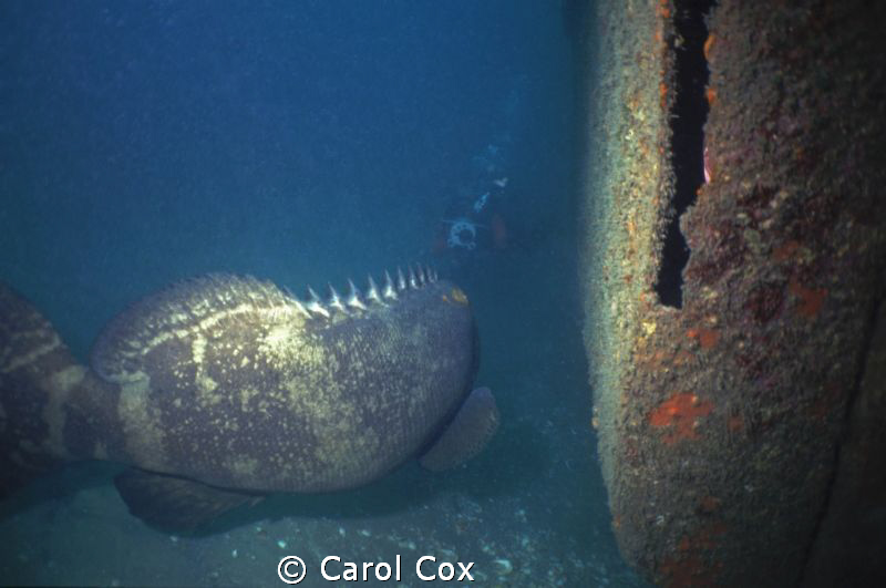 Photo of my husband video-taping a huge Goliath Grouper. ... by Carol Cox 