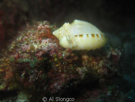 A SHELL by Al Siongco 