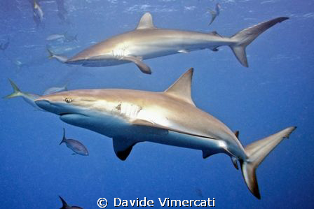 Spinny shark - jardines de la reyna, Cuba, July 2009. by Davide Vimercati 