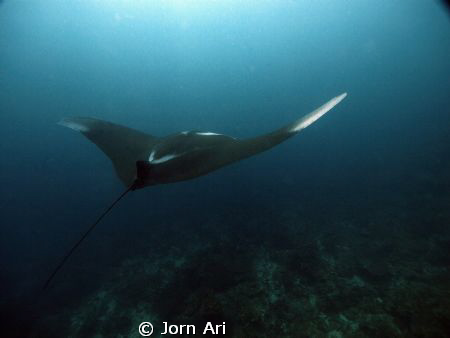 Amazing Manta.
More photos:  www.jornari.com by Jorn Ari 