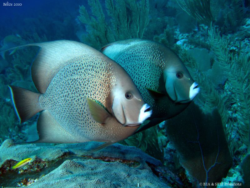 Gray angelfish, Pomacanthus arcuantus. San Pedro, Belize.... by Bea & Stef Primatesta 
