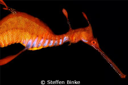 Weedy Seadragon by Steffen Binke 