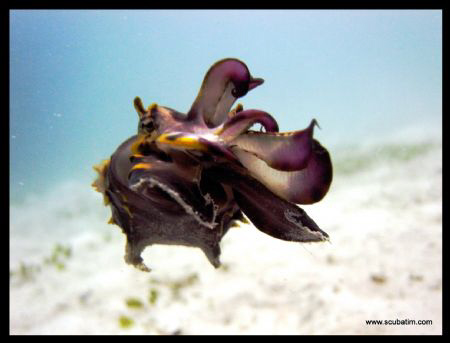Flamboyant Cuttle Fish - Shot with no lenses & no strobes by Tim Ho 