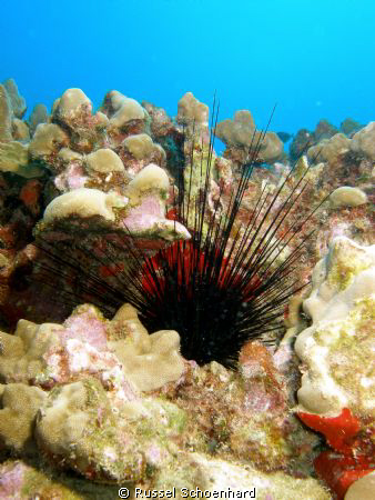 Long-spined Urchin along Kewalo Pipe, Oahu by Russel Schoenhard 