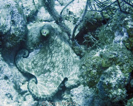 Almost missed this guy. In Turks & Caicos, off French Cay... by Anya Martin 