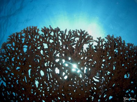 The sun from below a table coral. 

Taken with Olympus ... by Istvan Juhasz 