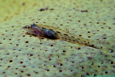 Goby by Bernard Maglana 
