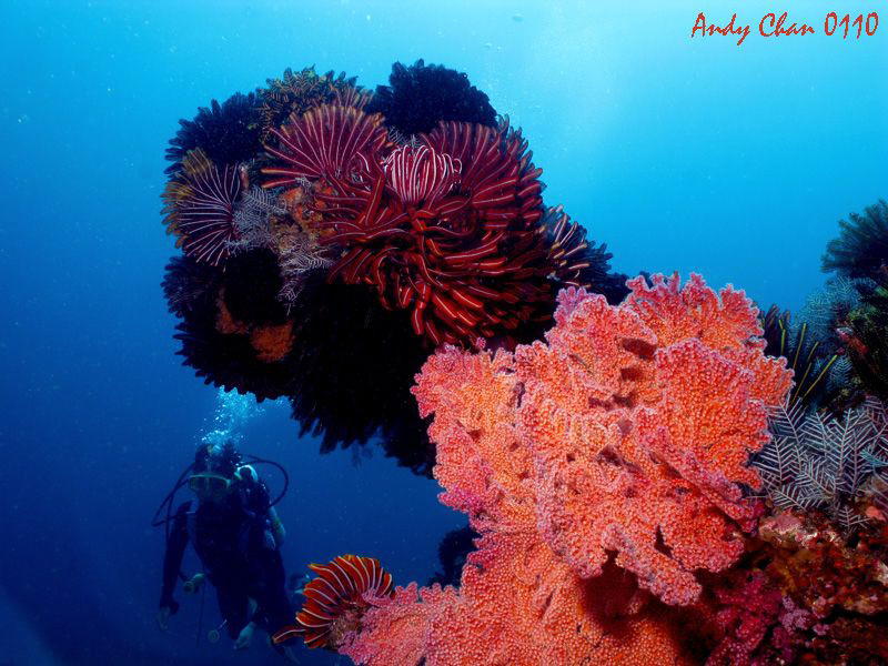 Padang Bai  - Bali. 
Canon G9 + Nikonos SB 105 + Big eye... by Andy Chan 