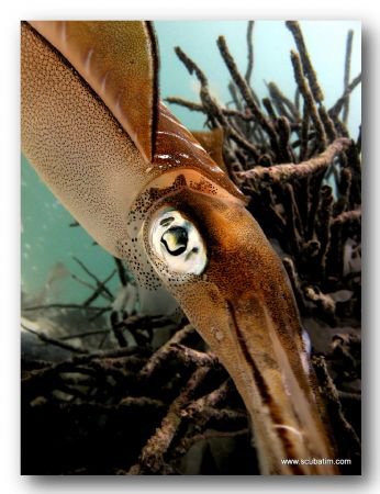 Squid on Natural light with no lenses used... by Tim Ho 