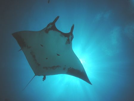Exploding Ears Manta Photo

Socorro Mexico

I nearly ... by Scott Brauninger 