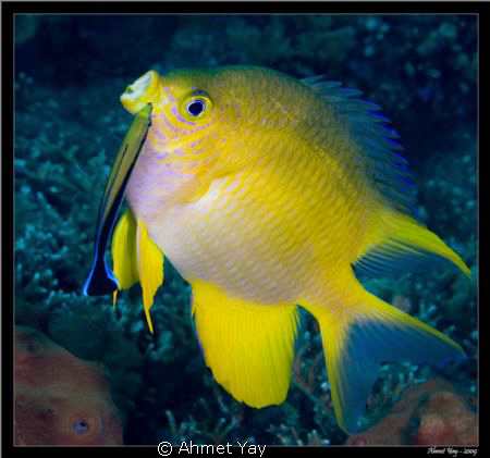 Bali, Tulamben, Drop-off dive point... by Ahmet Yay 