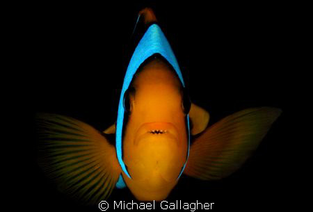 Angry!! Anemonefish defending its anemone in Milne Bay, P... by Michael Gallagher 