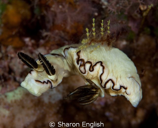 Black Margined Chromodoris by Sharon English 