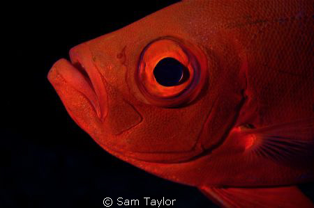 This glasseye posed ever so nicely for me on my 1st outin... by Sam Taylor 