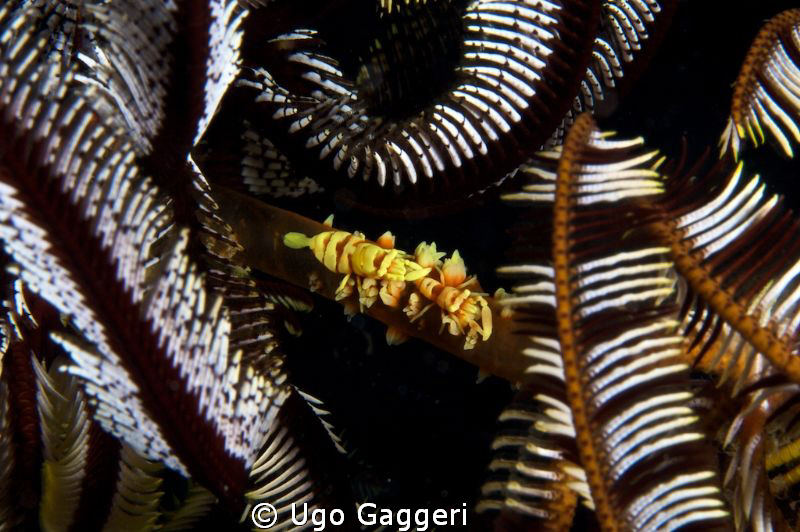 The various marine life in Puerto Galera. by Ugo Gaggeri 