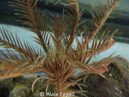 This is a type of sea star, still looking for the name :P by Alaia Fayad 