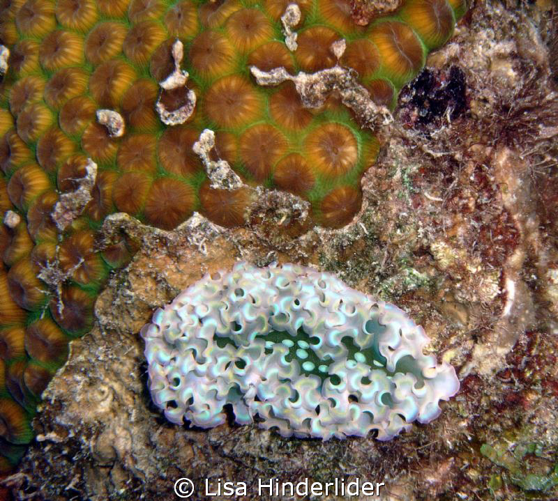 Subtle abstract. Lettuce sea slug next to a pretty patch ... by Lisa Hinderlider 