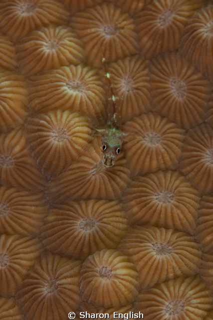 Many Host Goby by Sharon English 